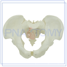 PNT-0111 top quality life size male pelvis model